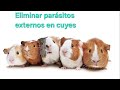 Prevenir y eliminar parásitos externos enfermedades de la piel (sarna) en cobayas o cuyes