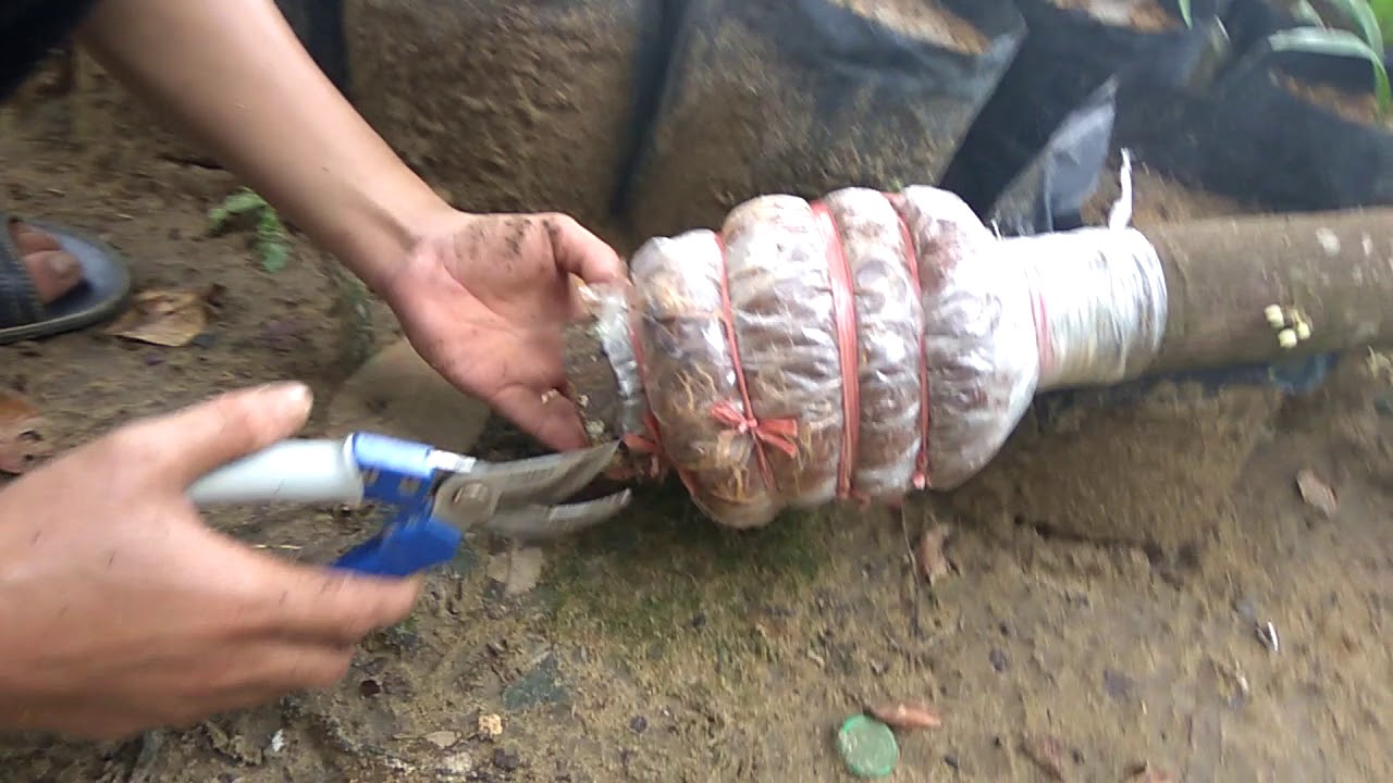 Teknik cepat memperbanyak bibit kakao