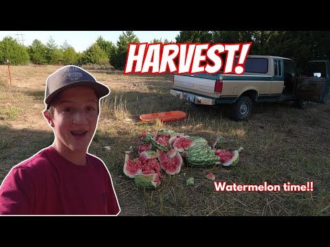 Harvest Time!!
