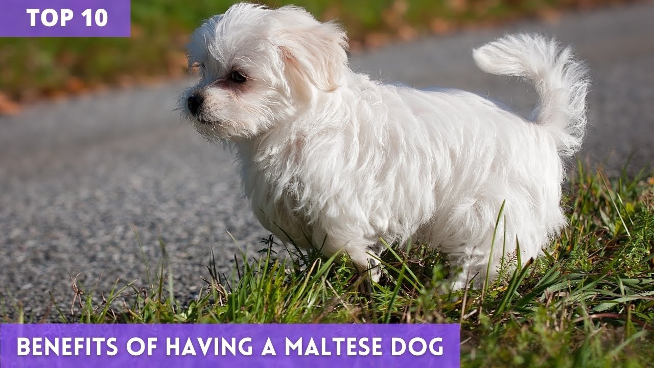 Top 10 benefits of having a Maltese dog Maltese benefits YouTube