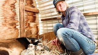 Goat Birth SURPRISE! Rushing to FINISH the Protective Field Fence