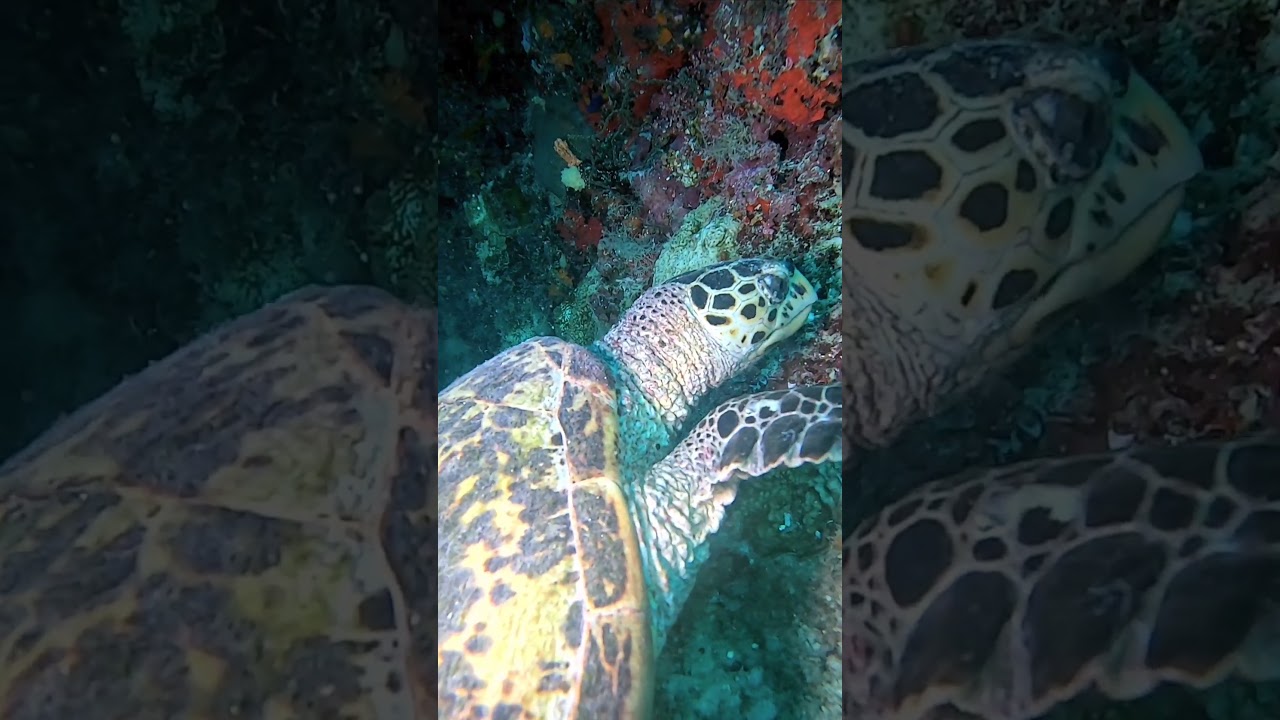 Maldives / Bali scuba Quresh 07