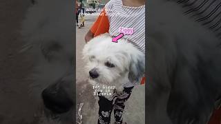 Ziggy🎉 #tour #dog #doglife #doglove #shorts #pet #petlover #travel #fun #lifestyle #petvideos #love