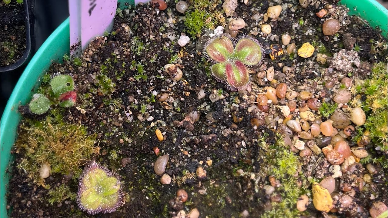 Tuberous Sundew Collection and other Winter Growing Drosera ! 