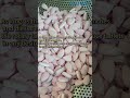 Why Big Factories Choose This Rotary Tablet Press Machine?