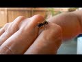 10 Most Painful Insect Stings In The World