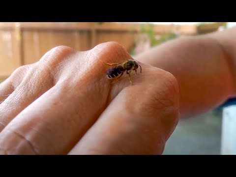세계에서 가장 고통스러운 곤충 쏘임 10 가지