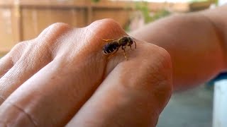 10 Most Painful Insect Stings In The World