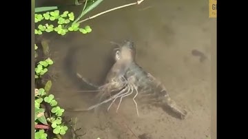 (VIDEO HIẾM)cận cảnh 1 con tôm lột xác