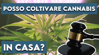 Growing Cannabis at Home - What Does the Law Say?