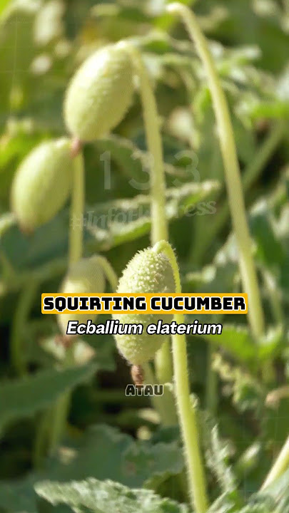 3 Tumbuhan yang dapat meledak!! #informatif #faktaunik