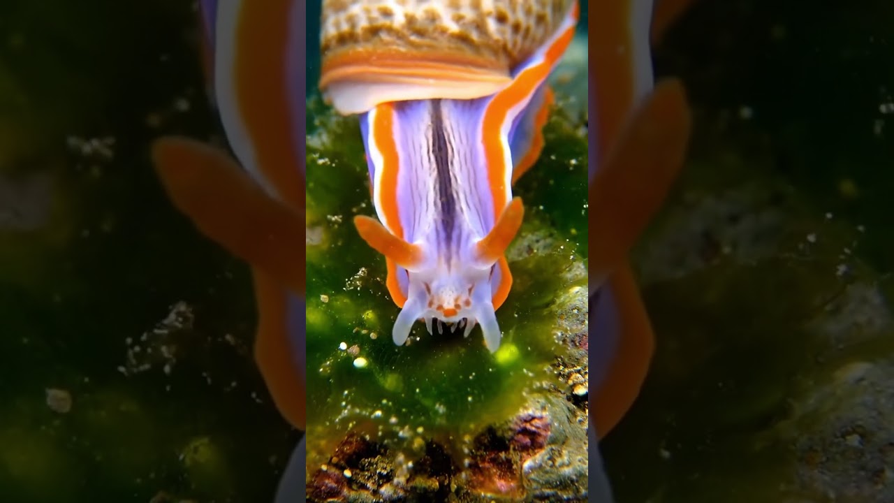 Animal Eating Close Up You’ve Never Seen " Sea Snail – nudibranch & Rosy Wolf Snail "
