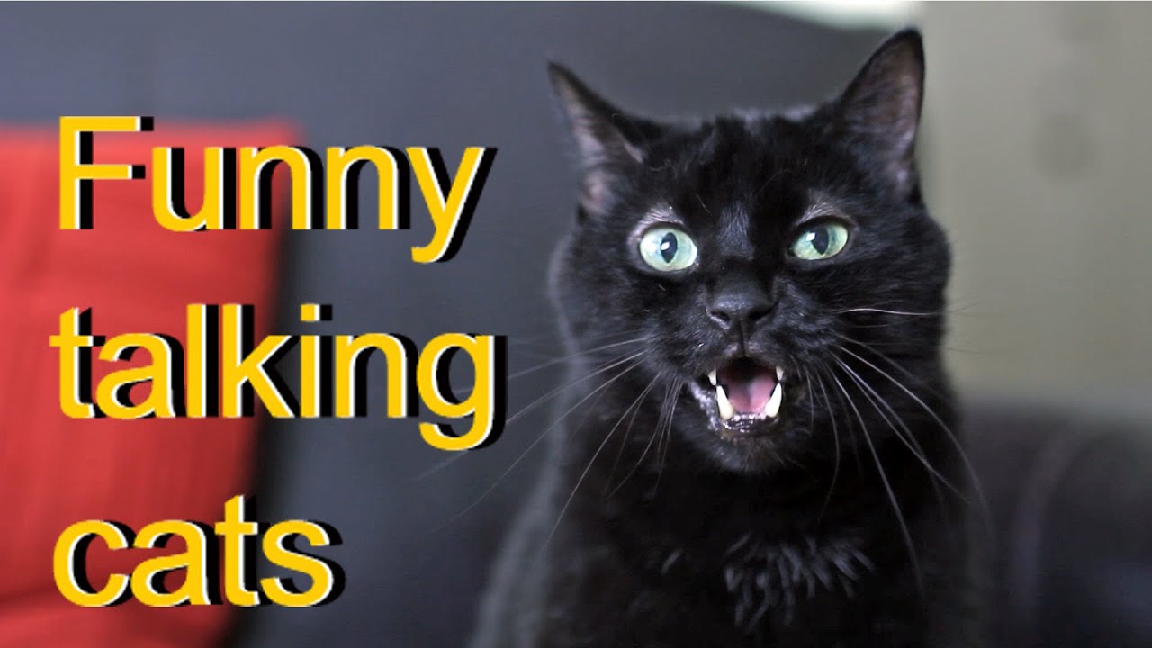 Funny talking cats YouTube