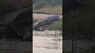 Tudia Besaq Betuii Sang Bedal Hati2 Kepada Pemancing2 Diluar Sana Ya Jaga Mulut viral trending