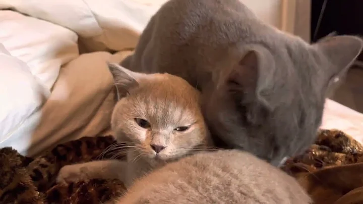 Watch the video about British Shorthair Cats Cuddling