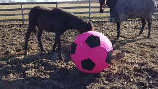 Moriesian Foal vs Soccer Ball for 1st time.