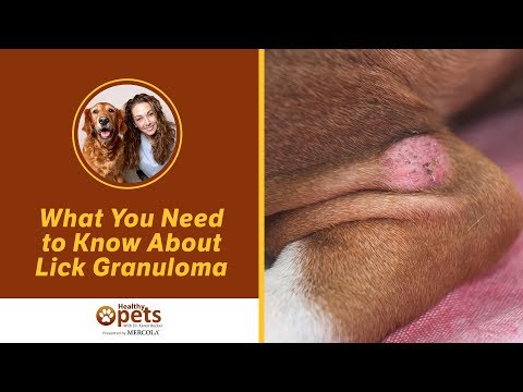 Video: Acral Lick Granuloma In Dogs