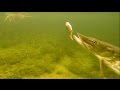 Video-fishing in canal / roach vs perch: pike attack dead baits underwater. The full show.