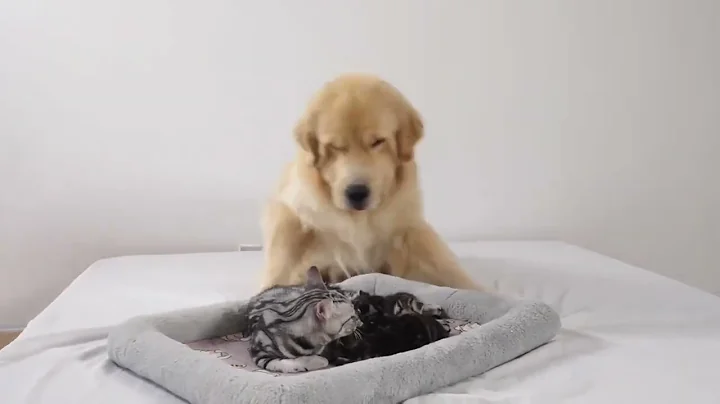 The mother cat introduces the newborn kitten to the golden retriever who raised her