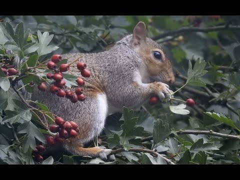 ვიდეო: შეგიძლიათ Possumhaw კენკრის ჭამა?