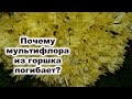 Почему хризантемы мультифлоры при посадке из горшка погибают в грунте? Можно ли их оживить и сохра..