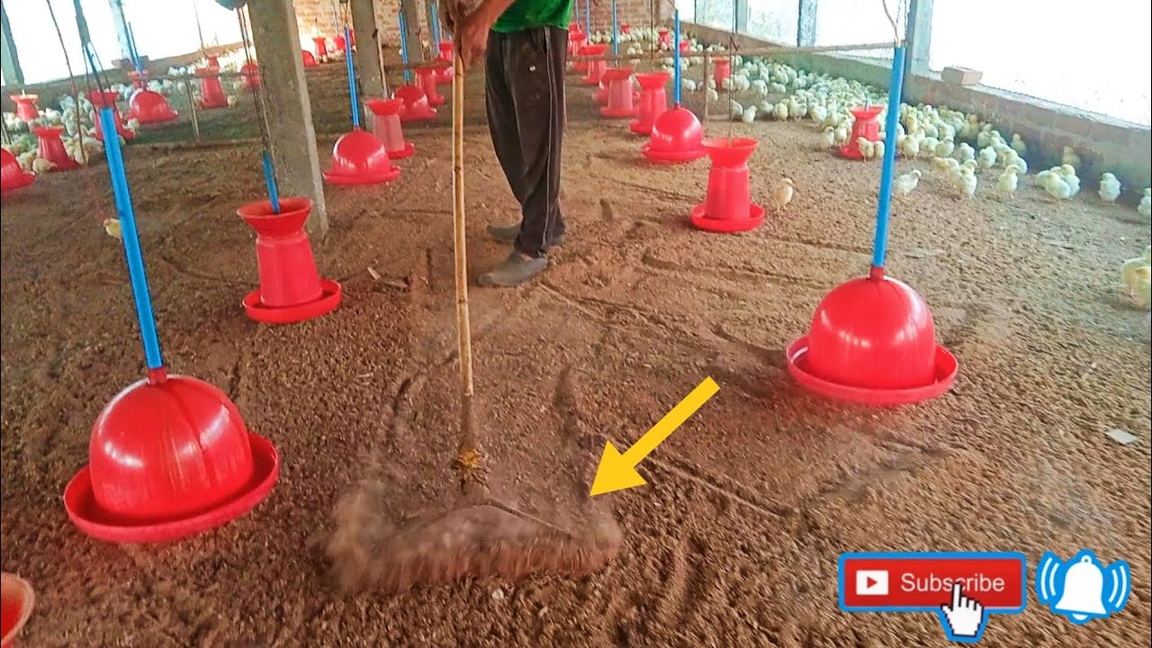 Home made litter raking poultry farm manual machine  // keshab poultry farm 