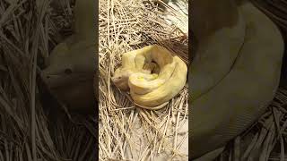 Albino Burmese python Native 🥨 #snake #animals #wildanimals #usa #ballpython #flyingsnake #wildlife