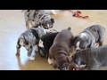 Olde English Bulldog puppies For Sale Olde English Bulldog puppies For Sale