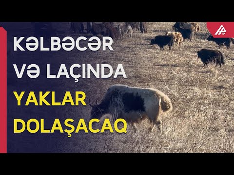 Qırğızıstandan Azərbaycana 100 baş yak gətirildi - APA TV