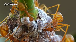 Celebrity Exploring the Intricate Lives of Weaver Ants Profile