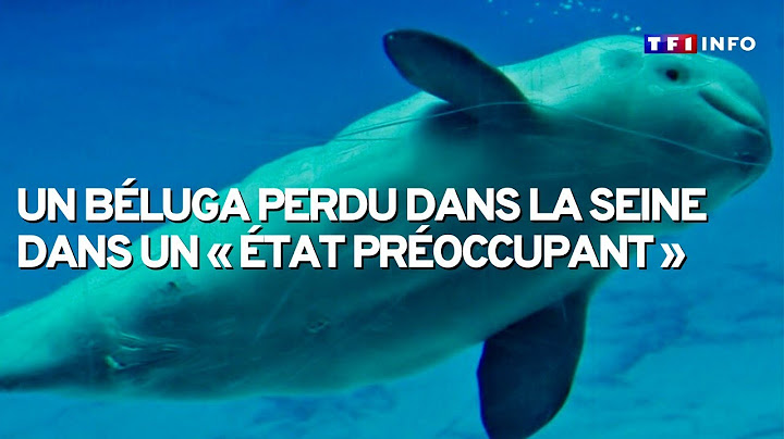 Un béluga perdu dans la Seine