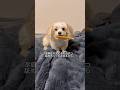 そあちんが視聴者さんの願いを叶える。#shorts #犬 #潔癖症な犬 #言葉が分かる犬 #マルプー #面白い犬