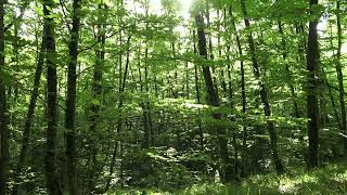 Звуки природы, шум леса, пение птиц / sounds of nature, birdsong, forest noise