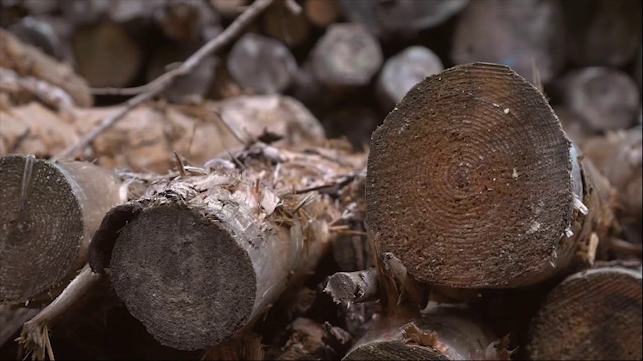 EU Renewable Energy Directive revisions put biodiversity at risk