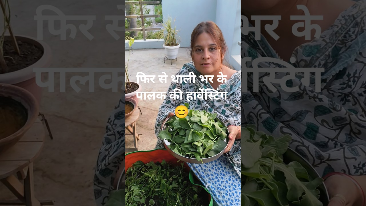 phir se thali bhar ke harvesting 😊#garden #terracegardenindia #gardening #plants #viral #trending