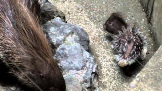 Baby Indian Porcupine.3 weeks old.インドヤマアラシの赤ちゃん。生後...
