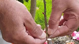 :0325: گُلاب پر پیوند ، وِپ اور ٹنگ /Whip and Tongue Graft on a Rose