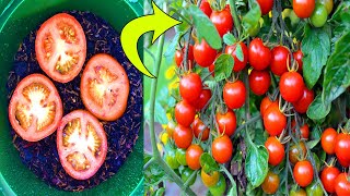 10 Tomato Grow Mistakes To Avoid | 10 Mistakes To Avoid When Growing Tomatoes