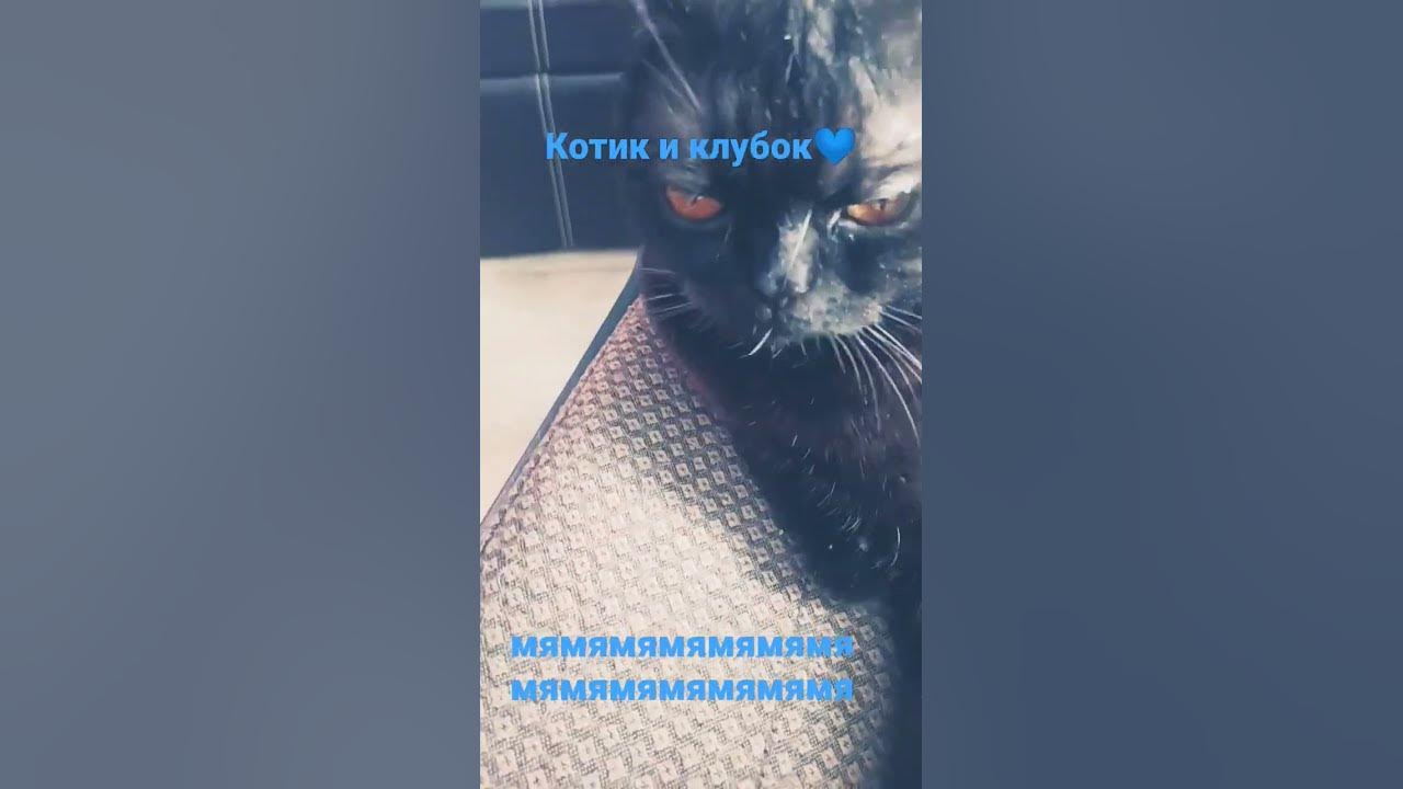 Котик и клубок💙💙💙 - YouTube