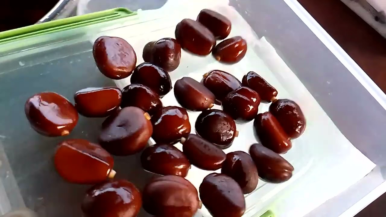 salak Indo ( chia sẻ lại cách ươm chi tiết nhất )