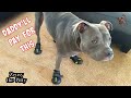 Funny Pitbull Tries Walking With Shoes On! Cant Stop Laughing!!