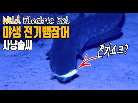 야생 전기뱀장어의 독특한 사냥법! electric eel hunting in wild amazon river monster[애니몰로TV]