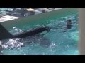SeaWorld Trainers back in the water with the whales?!?! Sept 8 2014 Part 4