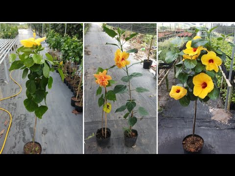 Vídeo: Braided Hibiscus Care: com formar un arbre trenat d'hibisc