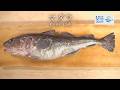 マダラのさばき方 - How to filet Pacific cod -｜日本さばけるプロジェクト