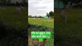 बड़े बुजुर्ग के साथ गाय चराने का फल# #viral #blog #trending #shorts