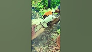 Process of felling trees until they fall properly Indonesian Lumberjack 11