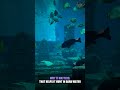 How Sharks Detect Prey Without Seeing It #shorts #Animals #Wildlife