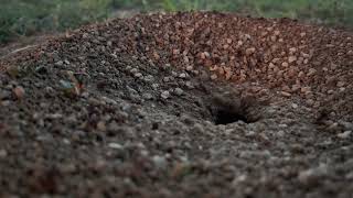 Ants working on their ant hill at sunset