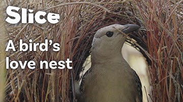 Impressive Nest-Building Skills of the Great Bowerbird | SLICE